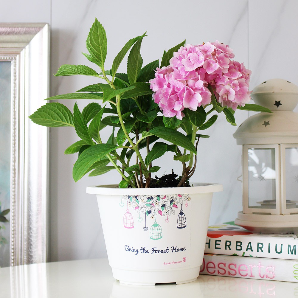 森林有塊田 繡球花盆栽 無盡夏品種 天然防治 附肥料 陽光植物 蝦皮購物