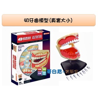 哥白尼的實驗室/生物/4D 牙齒模型(真實大小)/齒模/正版Fame Master/科學玩具