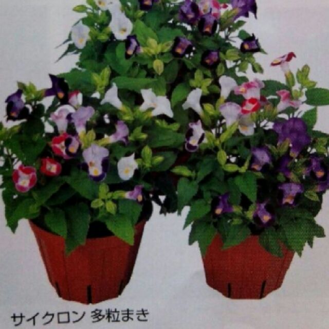 尋花趣夏菫 專業花卉種子 夏堇混合色草花種子每包100粒 發芽率高品質穩定非一般市售便宜種子 蝦皮購物