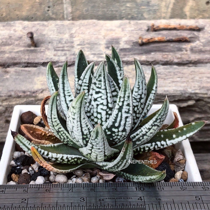 Nepenthe 皇帝 硬葉 多肉植物 蝦皮購物