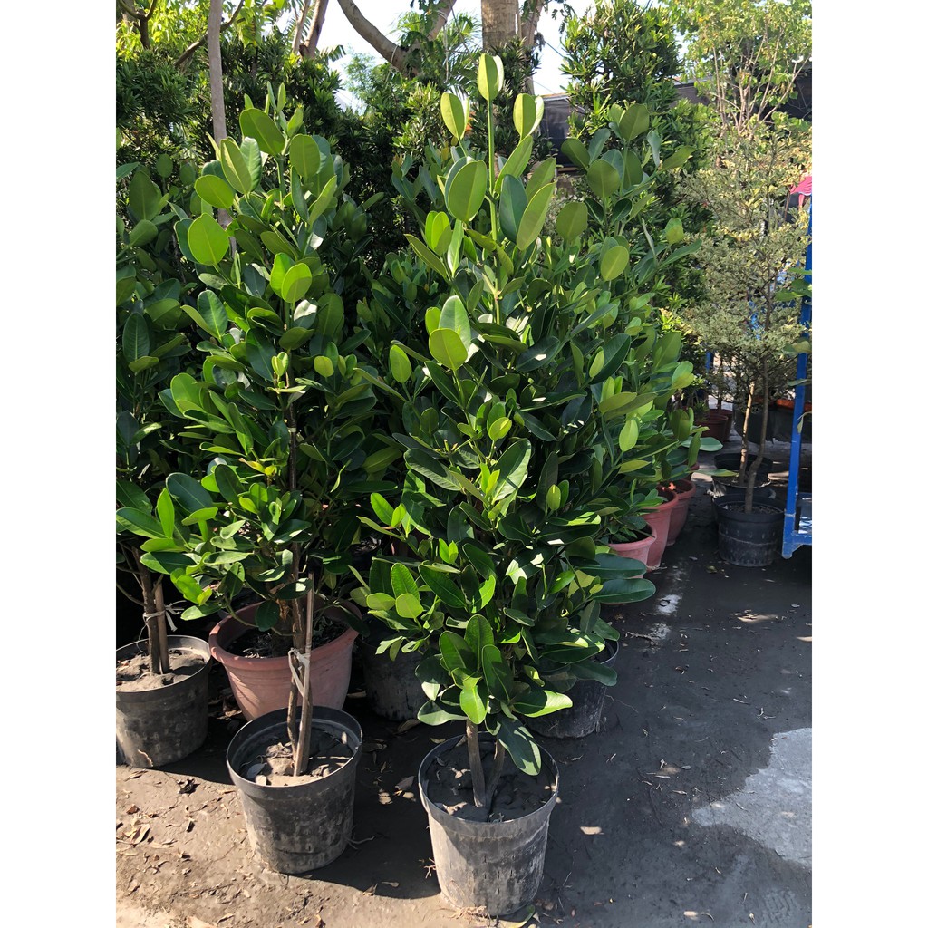 福木 優惠推薦 2021年12月 蝦皮購物台灣