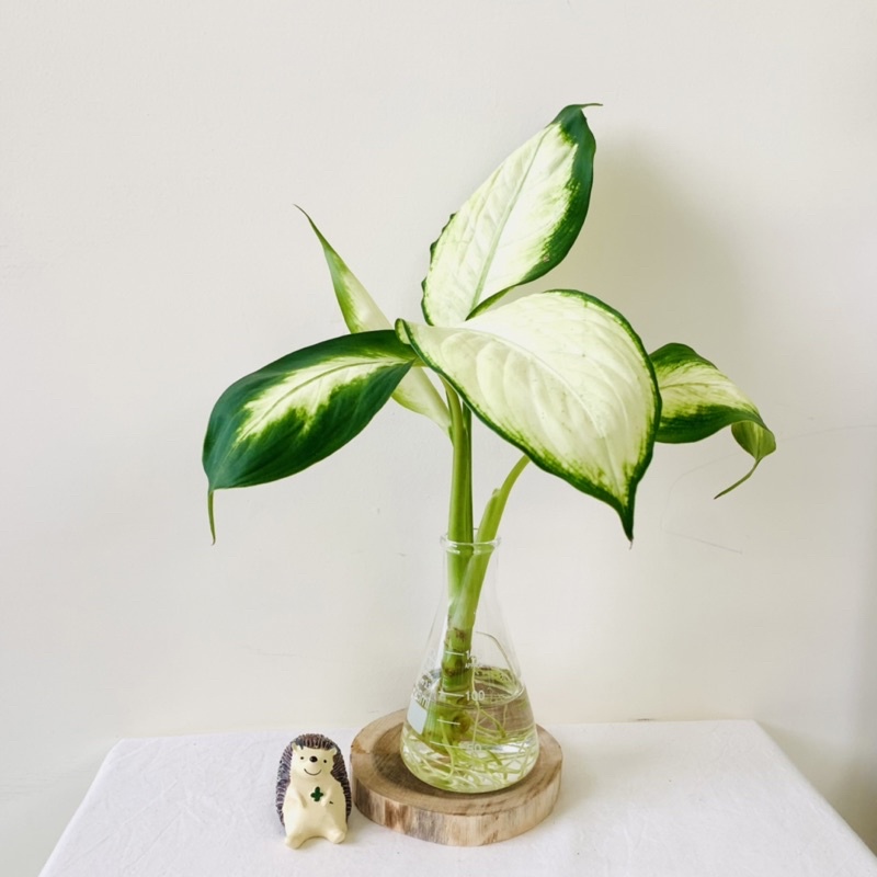 水耕白玉黛粉葉盆栽 含植物 玻璃瓶 水耕植物 水耕盆栽 水耕栽培 粗肋草 萬年青 室內植物 新手植物 蝦皮購物