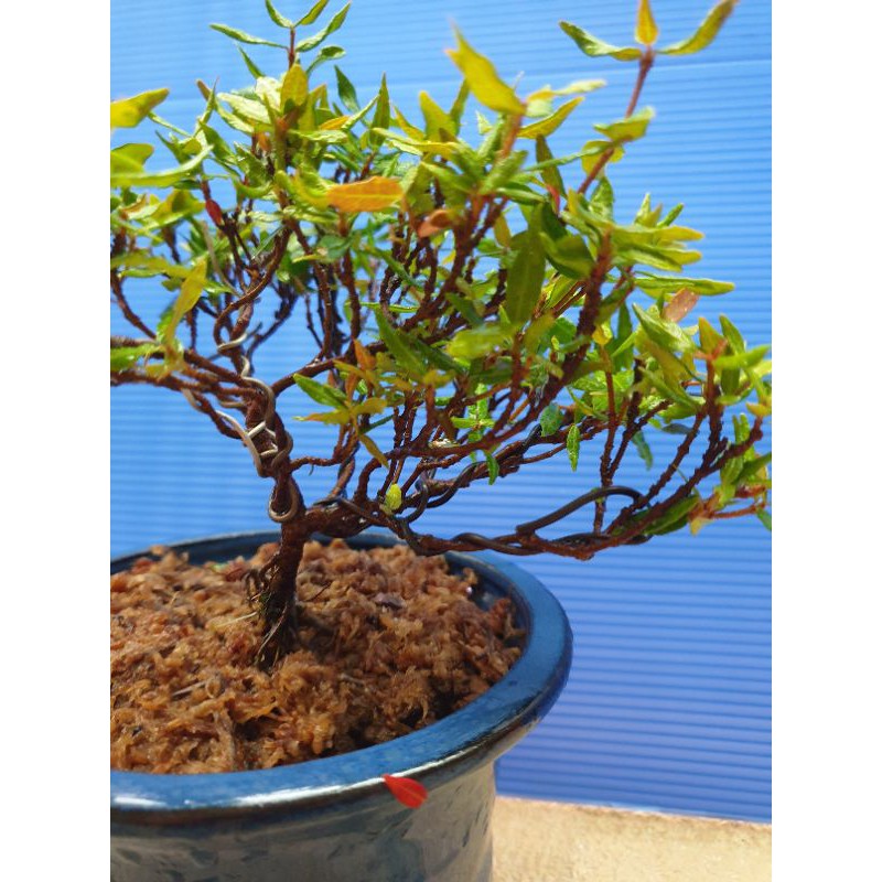 黃金縮緬葛生長緩慢已有幹身5 5拍 蝦皮購物