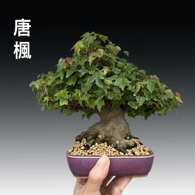 楓 盆栽 小品盆栽 盆栽鉢