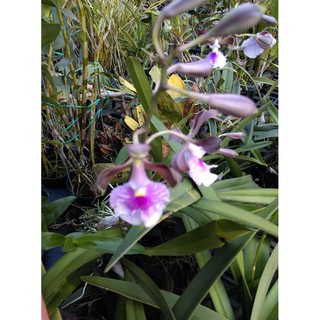 Enc. cordigera ' Bloody Hinomaru '柯蒂潔菈章魚蘭