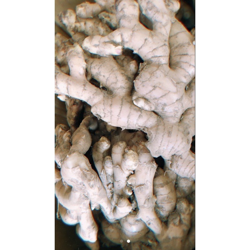 現貨台灣兩年老薑 一斤65 蝦皮購物