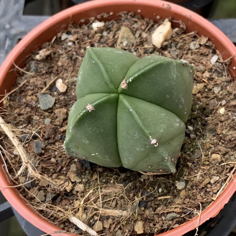 麗加蘭園 多肉植物 五角鸞鳳玉 四角鸞鳳玉 綠色款 隨機出貨 仙人掌 仙人球 蝦皮購物