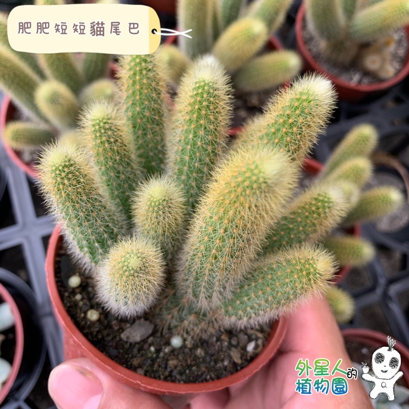 現貨 滿額免運 貓尾巴仙人掌3寸盆多肉植物 外星人的植物園 蝦皮購物