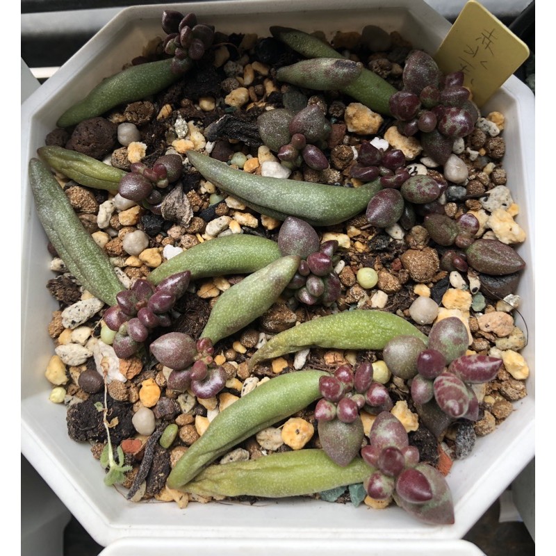 赤水玉的價格推薦 21年4月 比價比個夠biggo