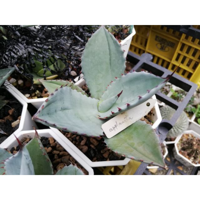 龍舌蘭Agave藍蠍子