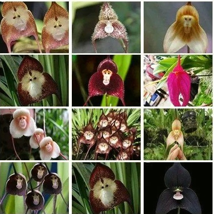 🔥當季播種🔥 稀有品種 猴面花種子  雙色-猴面花  猩猩-猴面花  四季盆栽 等多款猴面花種子 奇特蘭花卉種子