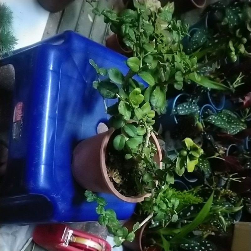 🎄綠世界🎄喬木植物🎄海刺柑造型🎄4吋盆🎄