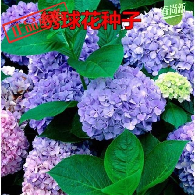 園藝之家 繡球花種子陽臺盆栽八仙繡球苗種子紫陽花天竺葵洋繡球種子 蝦皮購物