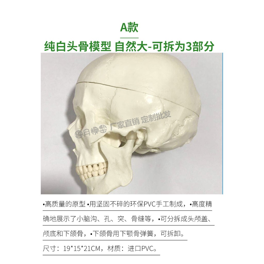 醫學教具骷髏頭骨模型人體腦部骨繪醫學解剖頭模標本胸像解剖頭顱藝用美術aaa 蝦皮購物