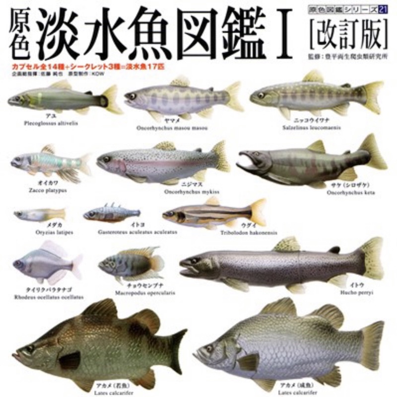 絕版yujin 原色淡水魚圖鑑i 改訂版單售虹鱒清流鱒魚水族館淡水魚扭蛋擬真動物 蝦皮購物