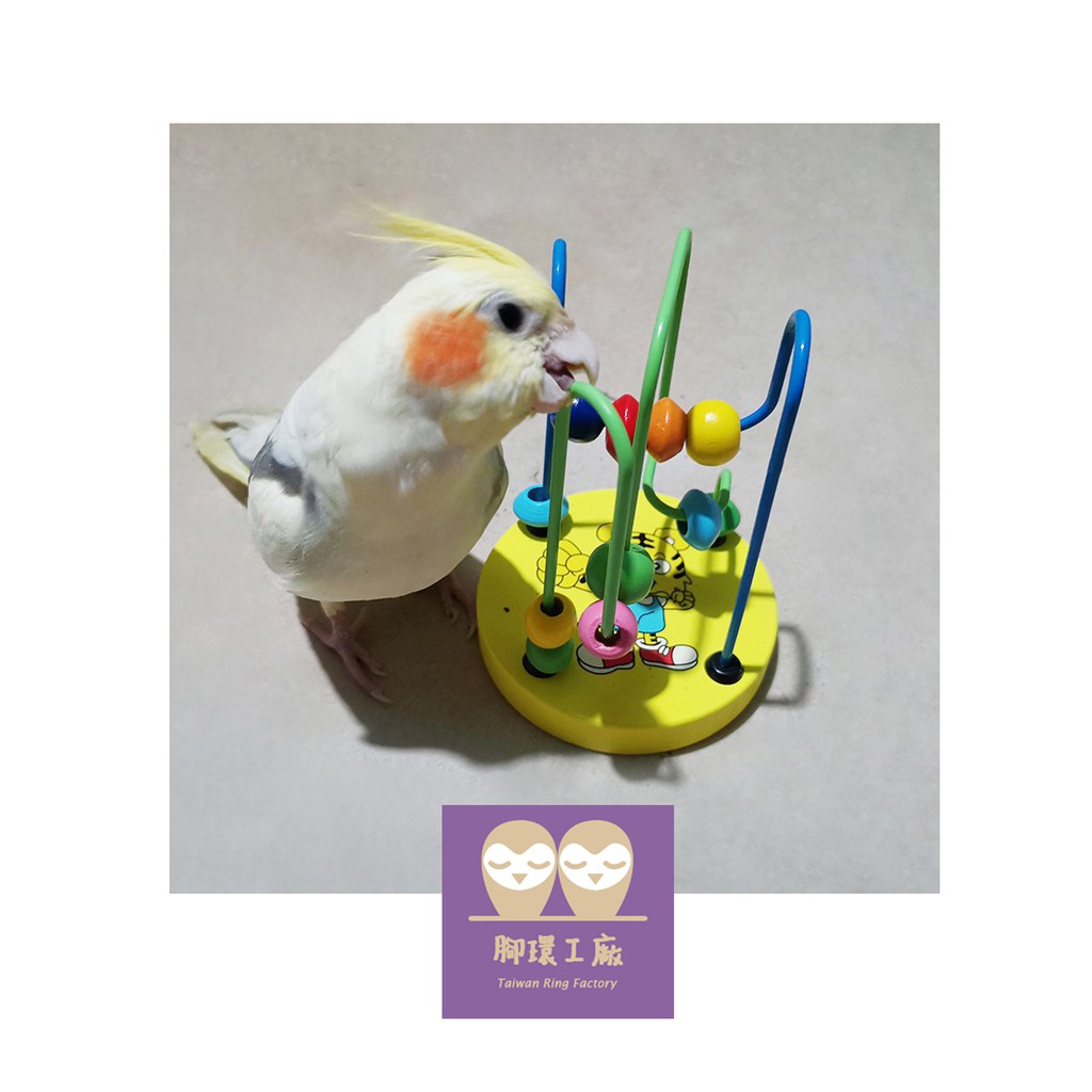 【腳環工廠】鸚鵡益智繞珠珠遊戲/繞珠玩具/鸚鵡玩具/各式小寵物玩具