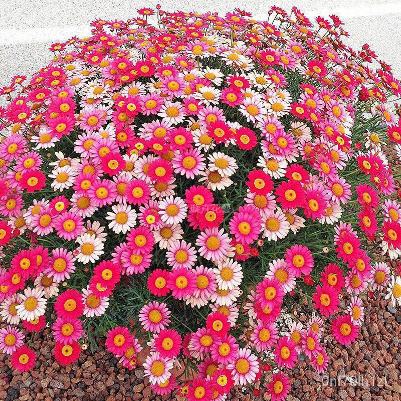 靚潔惠農易活小雛菊花種子馬蘭頭花延命菊春菊太陽菊四季花卉種子室內陽臺盆栽花卉種子簡裝出貨 蝦皮購物
