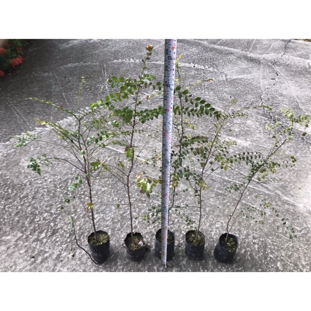 勿直接下標楓港柿紫檀紫檀木紫檀苗黑檀紅紫檀小果柿樹苗盆栽小葉紫檀盆景素材路邊攤俱樂部不是檀香