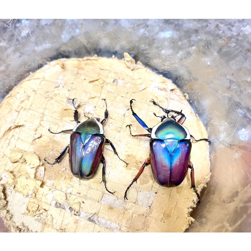 彩色系白條綠系統幼蟲飼養五隻一組親代非常漂亮甲蟲鍬形蟲金龜專賣台灣發貨
