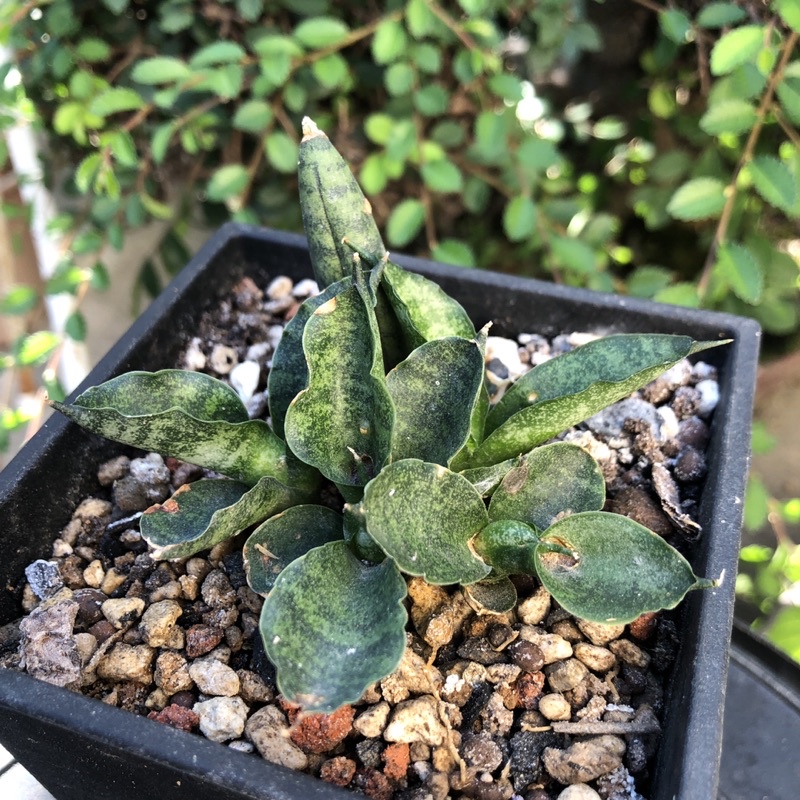 葉孵芽群芽佛手虎尾蘭龍舌蘭科多肉植物 蝦皮購物