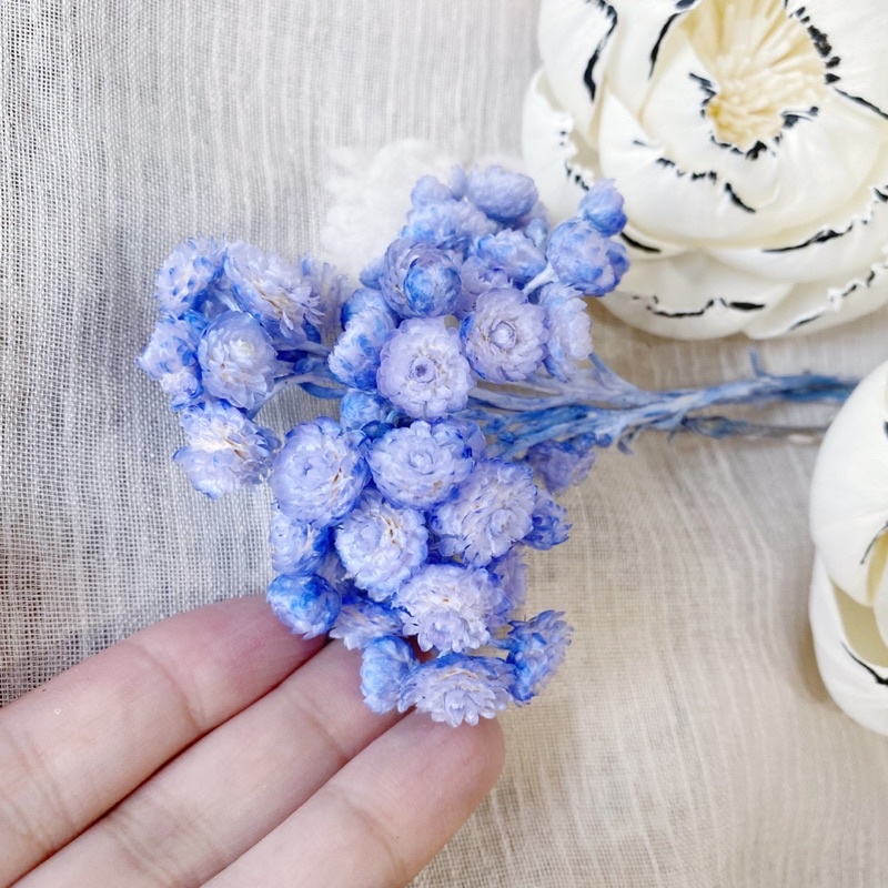 蠟菊 義大利進口永生花始祖乾燥花素材拍攝道具胸花材料 蝦皮購物