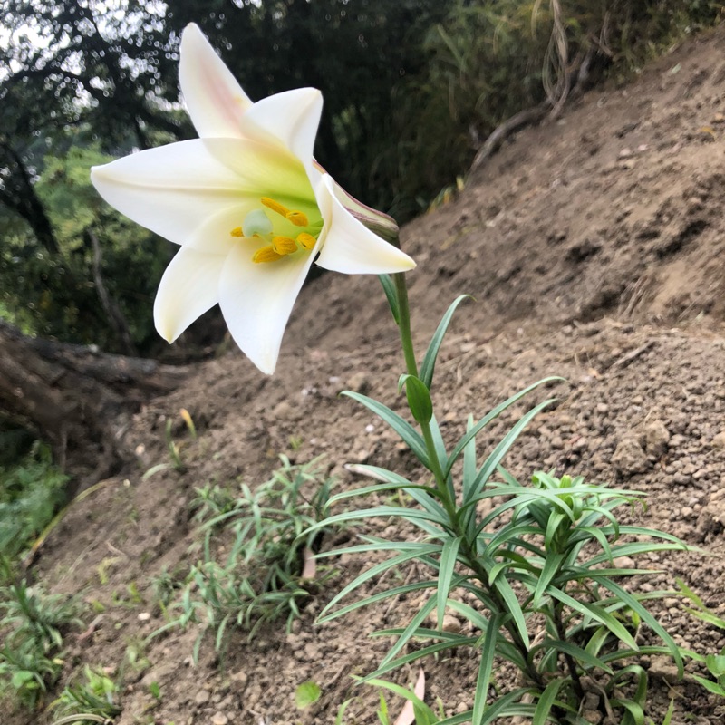 自家種植野百合球根出貨 蝦皮購物