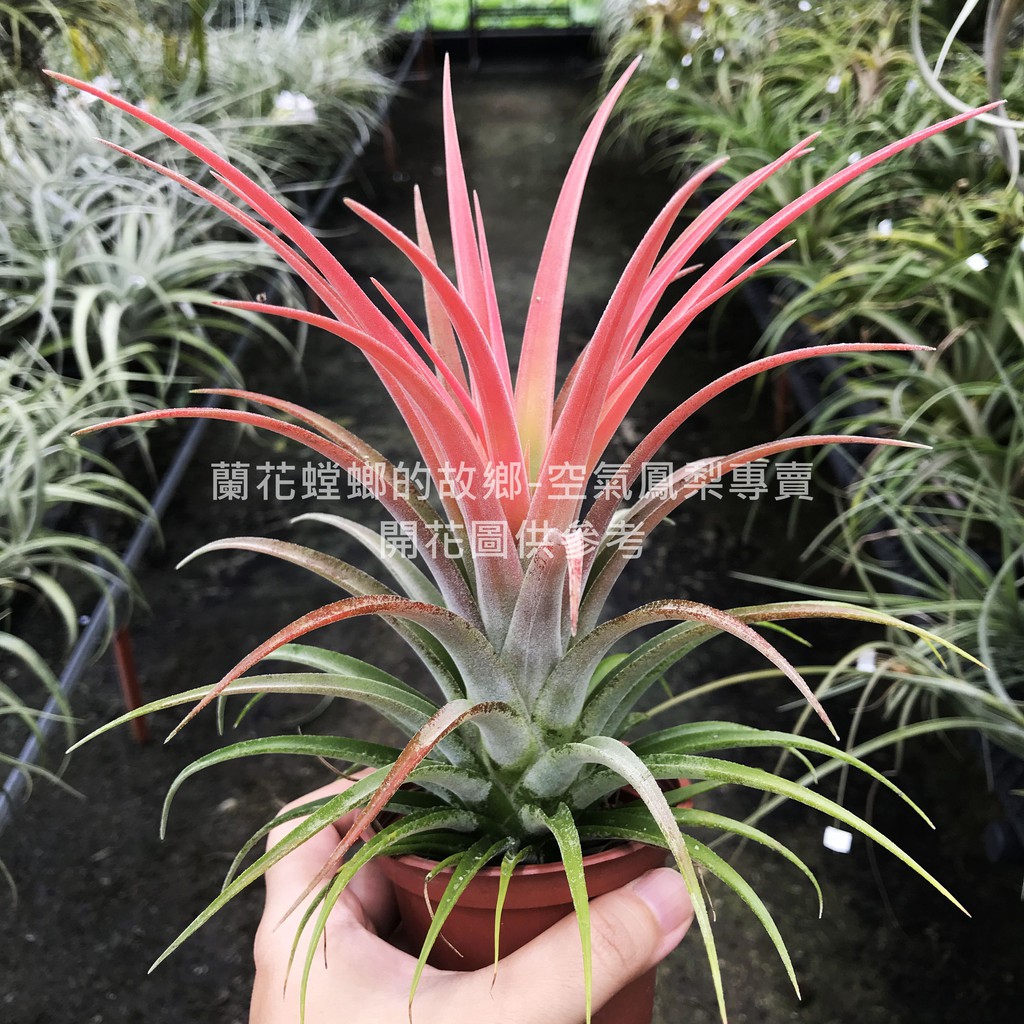 長莖小精靈x飛牛蒂娜 Tillandsia ion. var. vanhyningii x velutina 空氣鳳梨