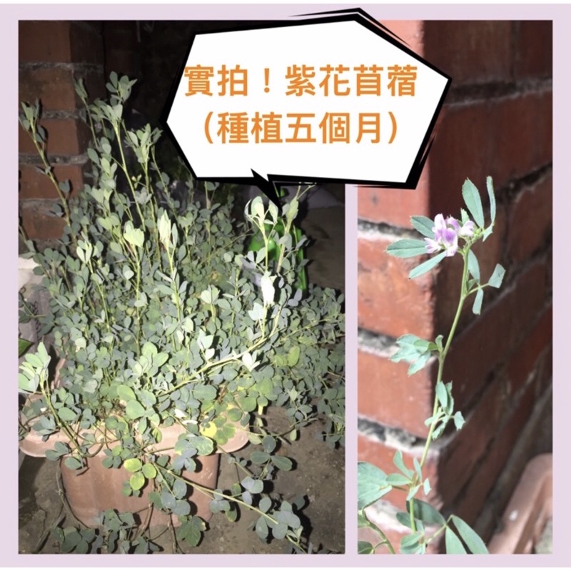 Moni青青草原 苜蓿種子牧草芽菜龜兔鼠苜蓿草苜蓿芽 蝦皮購物