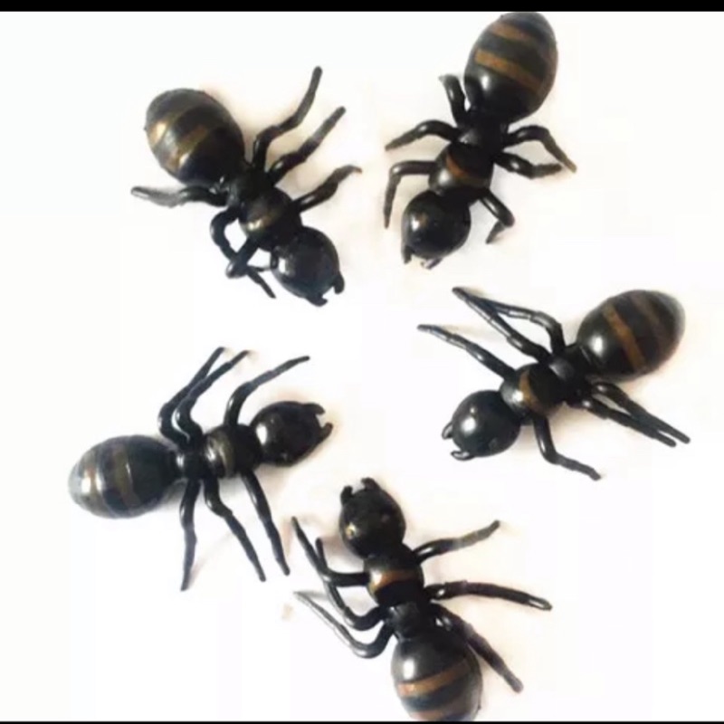 希氏巨山蟻的價格推薦- 2021年12月 比價比個夠BigGo