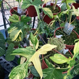 稀有白雀芋colocasia Elepaio Milky Way 根性ok斑葉穩定 蝦皮購物