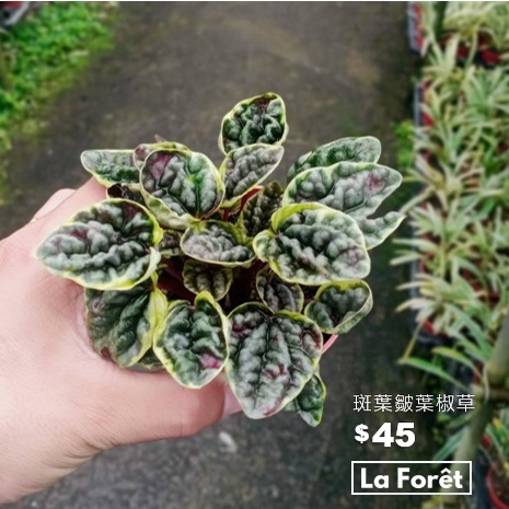 【La Forêt 植物專賣】斑葉皺葉椒草 / 3吋盆栽 / 療癒小物 / 居家盆栽 / 觀葉植物