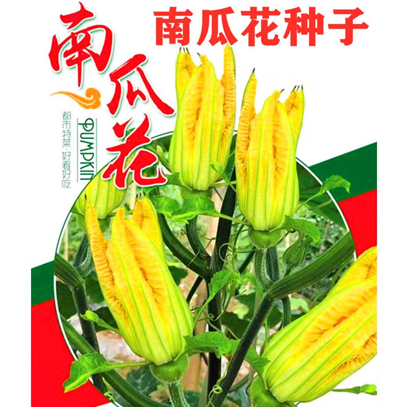 南瓜花種子嫩南瓜種籽特色蔬菜四川春季農家田園爬藤蔬菜種孑 易種植 蝦皮購物