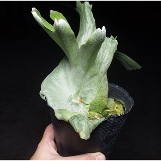 <美心花園>女王鹿角蕨 3.5吋盆 18原生之一(亞猴巨獸捲捲鹿細菌皇冠)