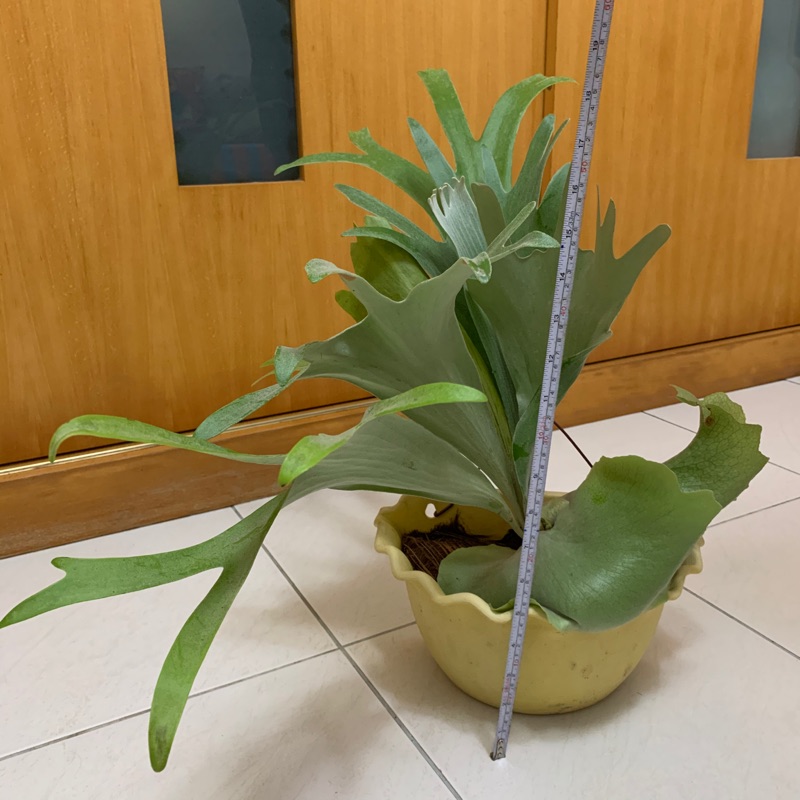 麋鹿角蕨鹿角蕨彰化市自取 蝦皮購物