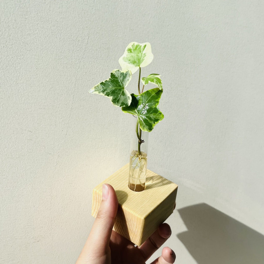 常春藤 含植物 花器 木質底座 水耕植物 盆栽 耐陰植物 水耕栽培 水耕盆栽 辦公室 文創 蝦皮購物