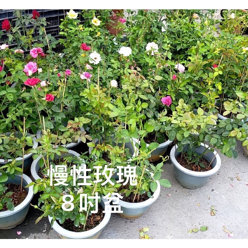 霏霏園藝慢性玫瑰爬藤類8吋盆一棵特價350元 一年四季開花（寄出要看天氣好才掛花。下雨後都沒花喔！