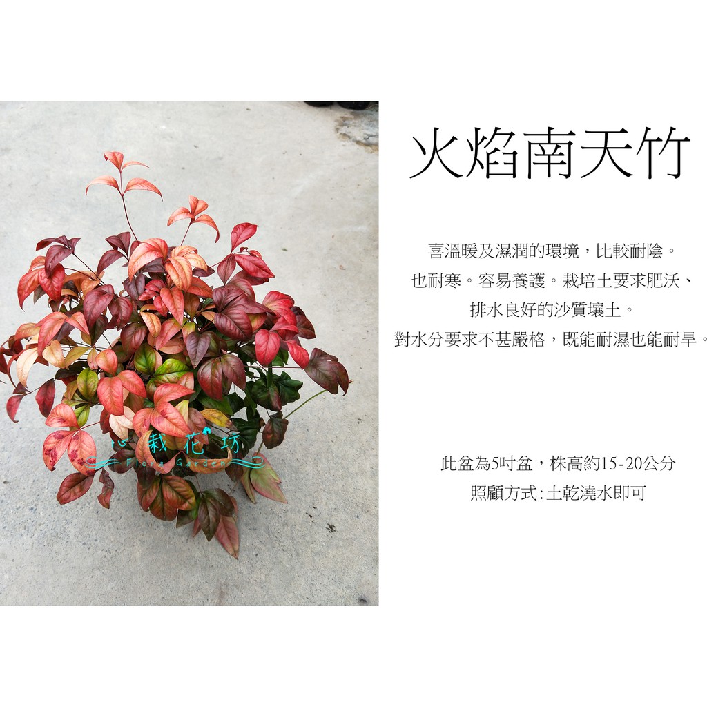 心栽花坊 火焰南天竹 日本南天竹 5吋 觀葉植物 綠籬植物 綠化植物 售價250特價0 蝦皮購物