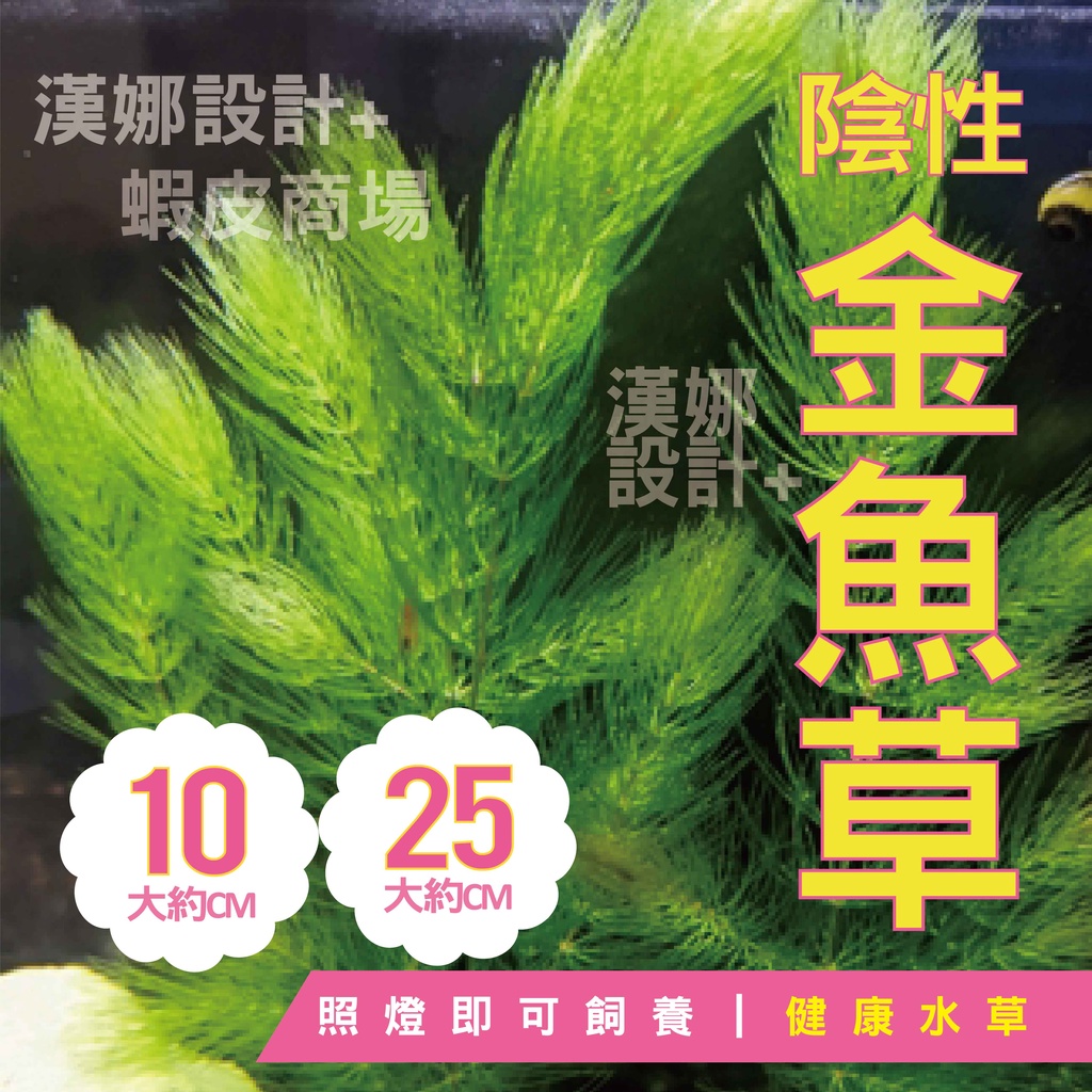 漢娜 新手金魚水草 金魚草 陰性水草 金魚水草 免運 新手水草 共生水池 水族箱必備 健康水草 優質水草 蝦皮購物