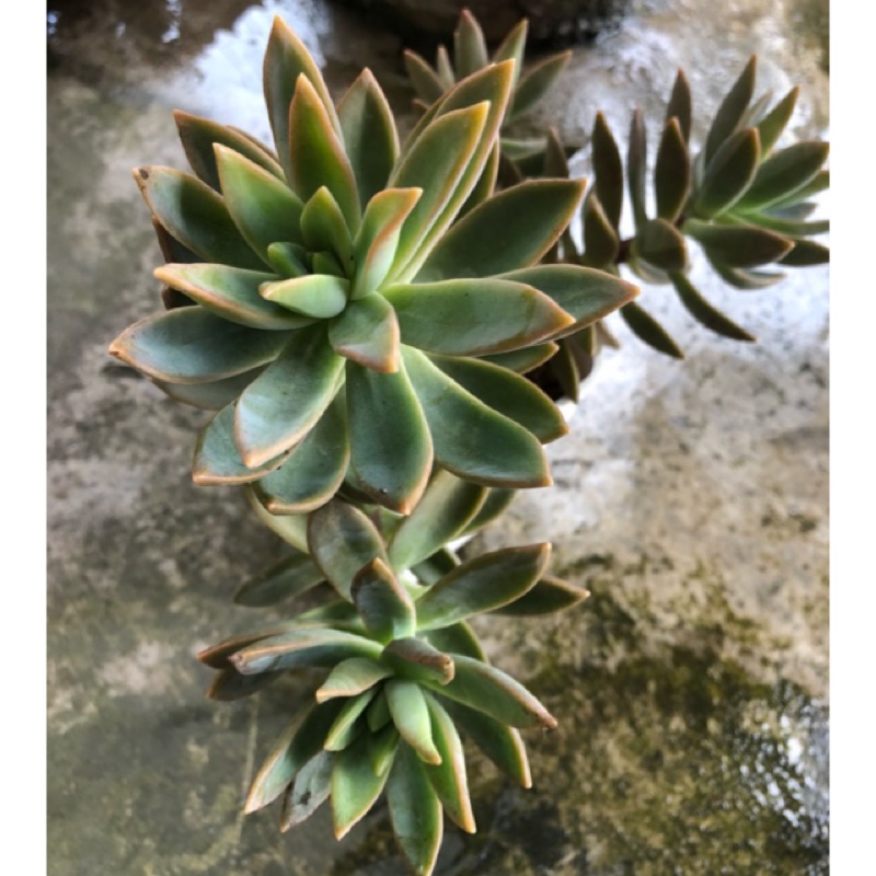 加州夕陽多肉植物 砍頭 蝦皮購物