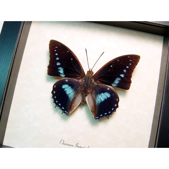 王螯蛺蝶charaxes Imperialis原蝶標本 蝦皮購物