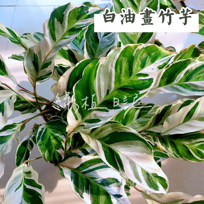 | 綠植日記 | 白油畫竹芋/Calathea lietzei fusion white/觀葉植物/3吋
