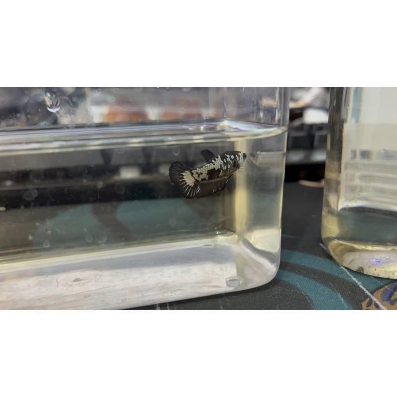 🐟黑武士母魚 鬥魚 展鬥 3個月 4公分 玩家自售