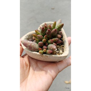 赤水玉多肉的價格推薦 21年4月 比價撿便宜