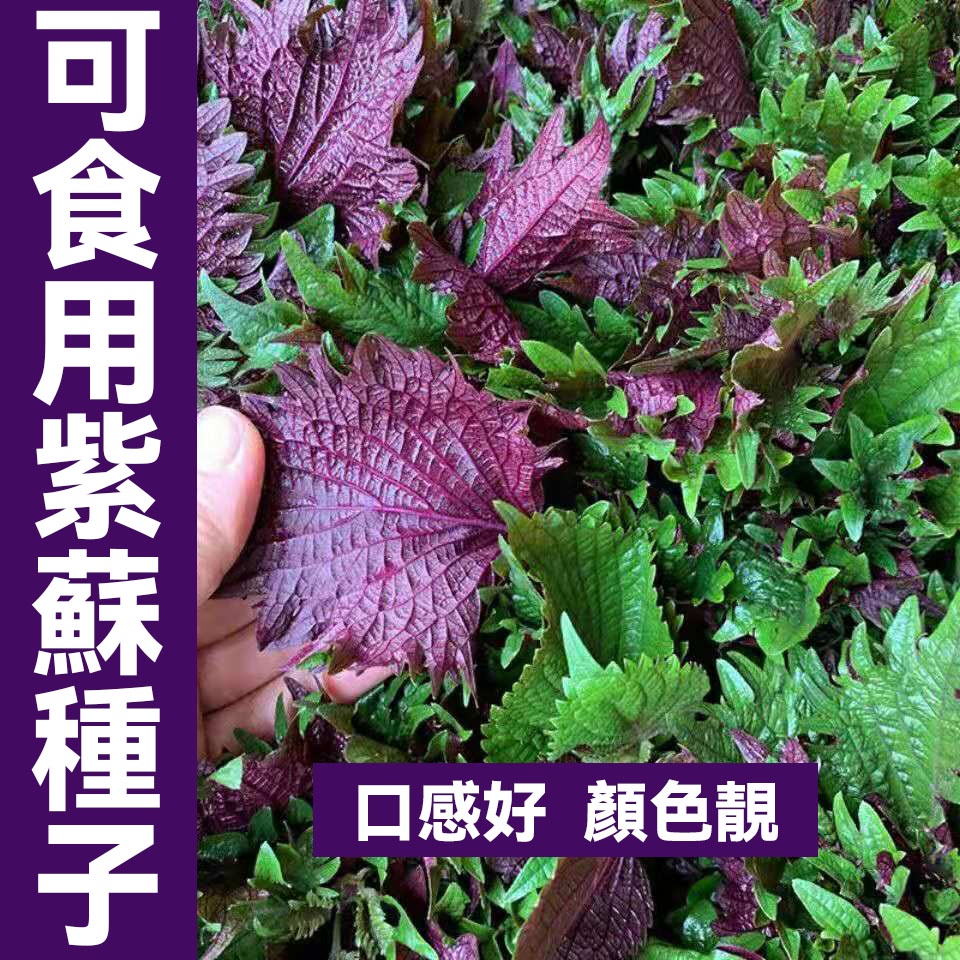 紫蘇種子 紫蘇籽 綠葉紫蘇種子 盆栽農家可食用種植四季紫蘇籽 蔬菜種子