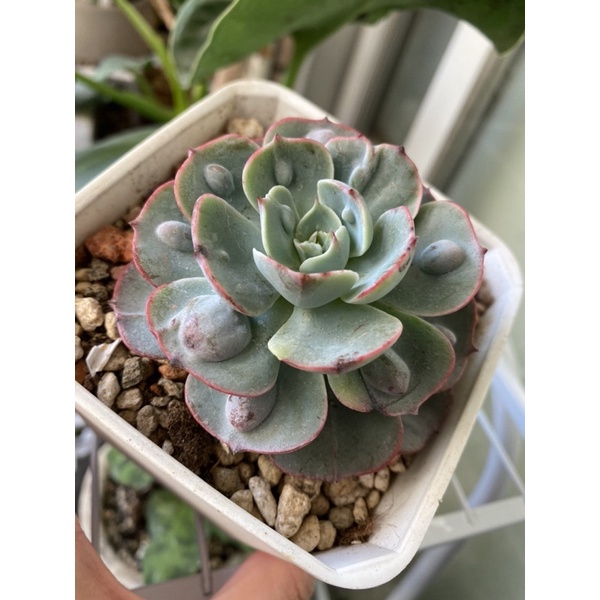 多肉七福神的價格推薦 22年10月 比價比個夠biggo