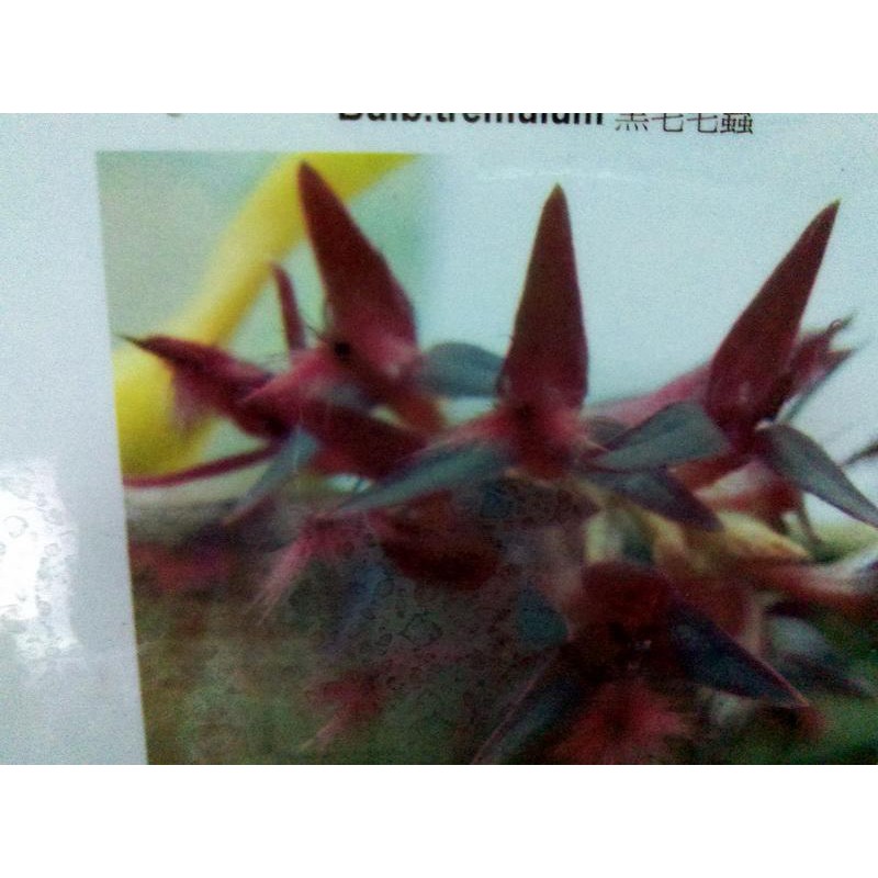 Bulbophyllum Tremulum 黑毛毛蟲豆蘭 山採株分株 Og 蝦皮購物