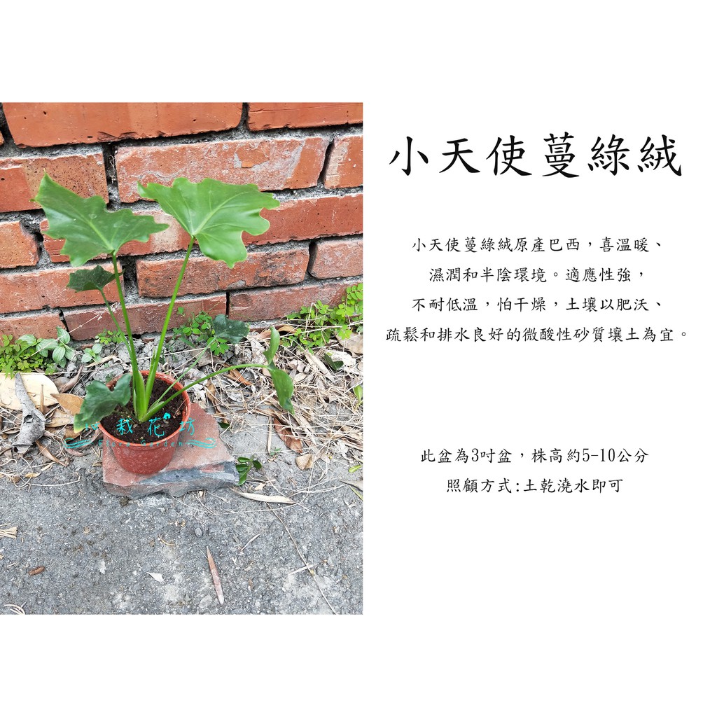 心栽花坊-小天使蔓綠絨/3吋/綠化植物/室內植物/觀葉植物/售價60特價50