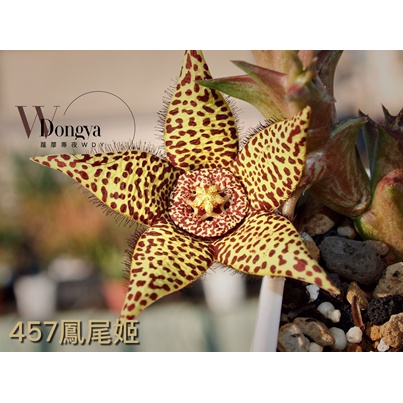 蘿藦多肉植物457Orbea cv. X Orbea variegata鳳尾姬