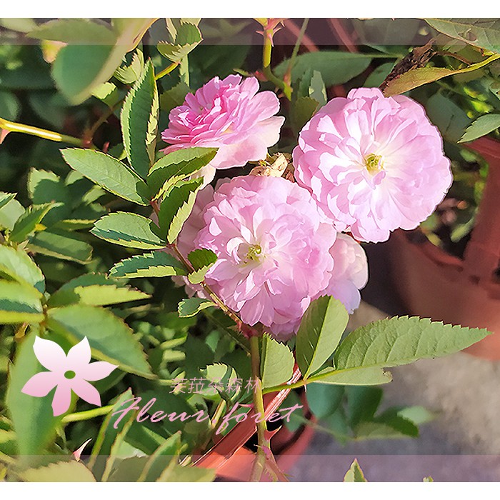 芙菈朵森林 天使薔薇 5吋盆 食用玫瑰 香料植物 果樹 花苗