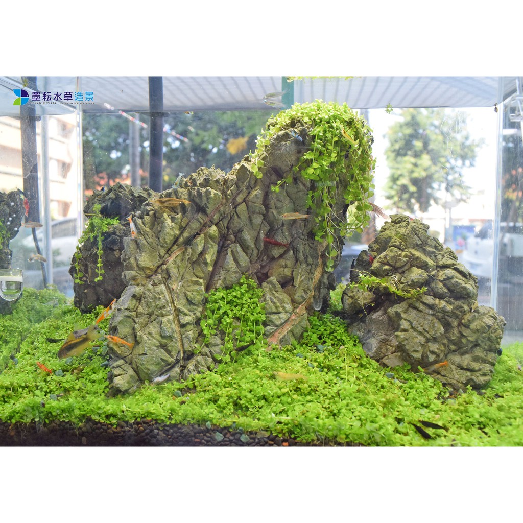 墨耘 墨田石1kg 180 噴漆版1kg 210 水草造景石材 山景 石景 客製造景 5公斤 含 以上請宅配 蝦皮購物